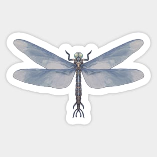 Meganeura monyi Sticker